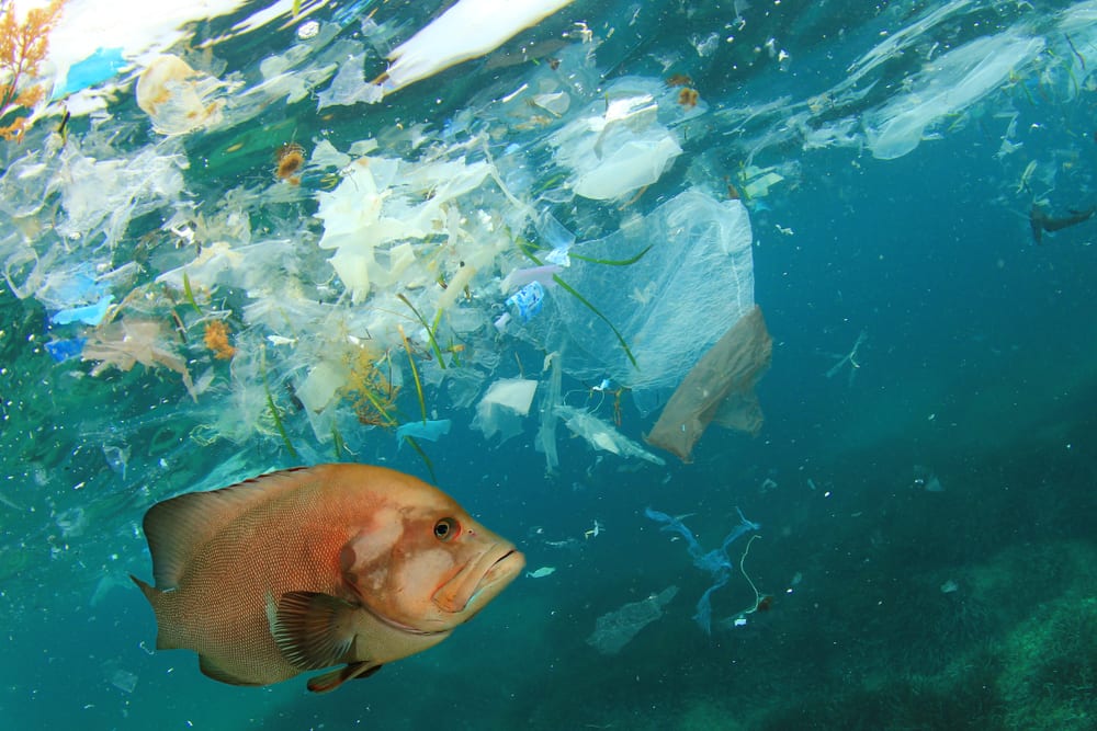 Flujo de plástico al océano podría triplicarse a 2040: estudio propone ocho  acciones para reducir en 80% la contaminación de los mares - País Circular