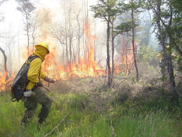 Conaf evalúa utilizar fuego para combatir los incendios forestales