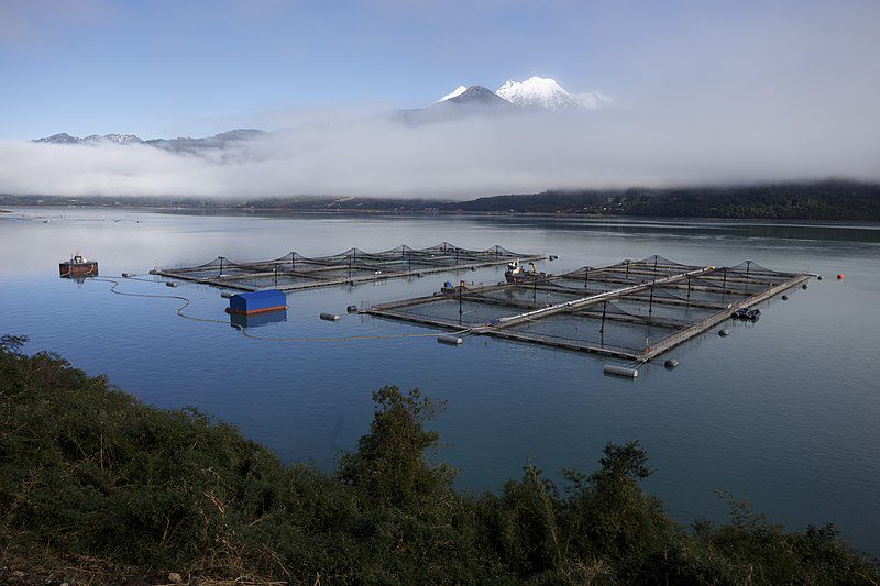 Salmonicultura en Chile.