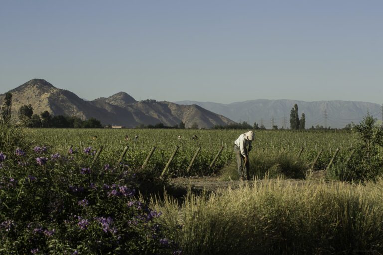 Viña Concha y Toro es reconocida con la categoría Gold de IWCA por su liderazgo en acción climática